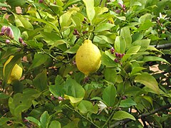 Buds, flowers, unripe and ripe fruits on the same plant.