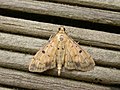 Herpetogramma cynaralis