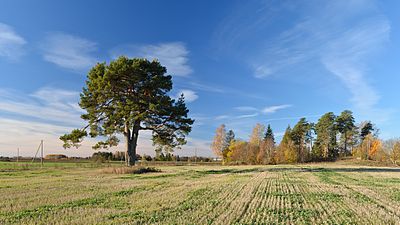 Pinus sylvestris (Scots Pine)