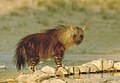 Keftarê qehweyî (Parahyaena brunnea) li Afrîkaya başûr tête dîtin.