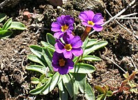 Primula cusickiana