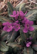 Primula tschuktschorum