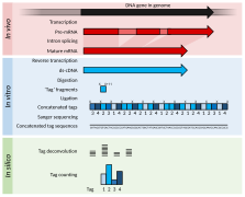 Transcriptomics technologies