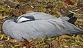 Demoiselle Crane