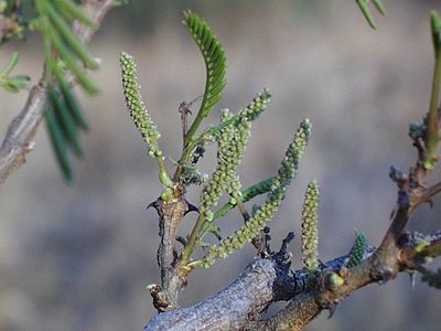 Flower and leaf buds