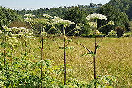 Heracleum mantegazzianum (hogweed)