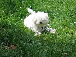 Bichon bolonais