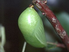 Pupa