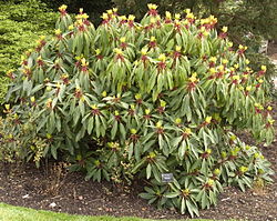 Daphniphyllum macropodum