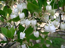 Enkianthus perulatus[швед.]