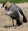 East African Crowned Crane