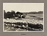 «Klipfiskberg» ved Ålesund i september 1920 Foto: Nasjonalbiblioteket