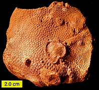 Fossile de corail du Jurassique.