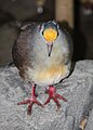 Yellow-breasted Ground Dove