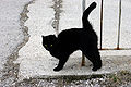 A black cat