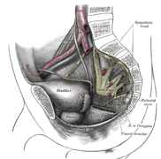 Disección de la pelvis