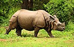 Thumbnail for Indian rhinoceros