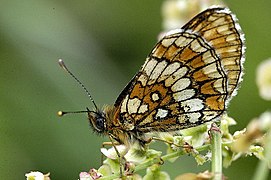 Heath Fritillary