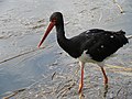 Flickr - Cigogne noire adulte, dans l'eau