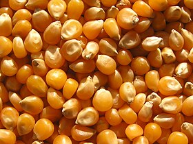 maize grains