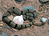 Crotalus lepidus klauberi