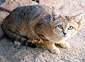 Chat des sables (Felis margarita).