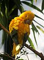 Golden Conure