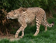 Asiatic Cheetah