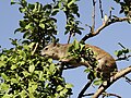 Heterohyrax brucei