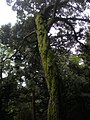 若山神社　ツブラジイ