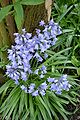 des clioches, Hyacinthoides non-scripta