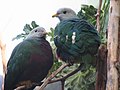 Wampoo Fruit Dove