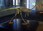 Thumbnail for File:Alvarezsaurus.jpg