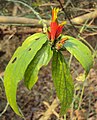 Clinacanthus siamensis