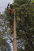 Récolte des boutons floraux à l'échelle (Bali, Indonésie)