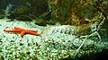 Poisson benthique, étoile de mer et langouste dans l'un des aquariums du « Marinarium ».