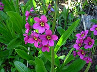 Primula parryi