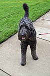 Silver goldendoodle