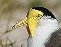 * Nomination Portrait of a Masked Lapwing from the northern subspecies. --99of9 05:54, 31 July 2010 (UTC) * Promotion Excellent. --Cayambe 07:29, 31 July 2010 (UTC)