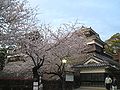 Cherry Blossoms at the castle