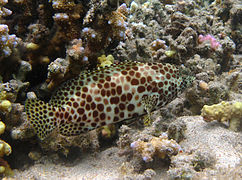 Epinephelus merra