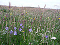 Image 25Wildflowers in machair, a coastal dune grassland found in the Outer Hebrides and elsewhere Credit: Jon Thomson