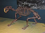 Smilodon fatalis