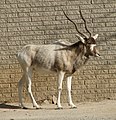 Addax