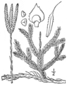 Lycopodium clavatum