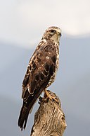 Buteo swainsoni, Saguache County