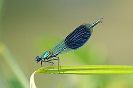 Calopteryx splendens (Calopterygoidea)