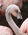 Chilean Flamingo