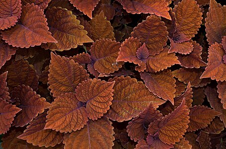 "Coleus_(71543).jpg" by User:Rhododendrites