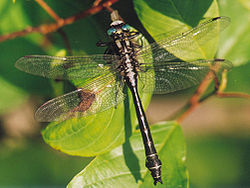 Harilik-jõgihobu (Gomphus vulgatissimus)